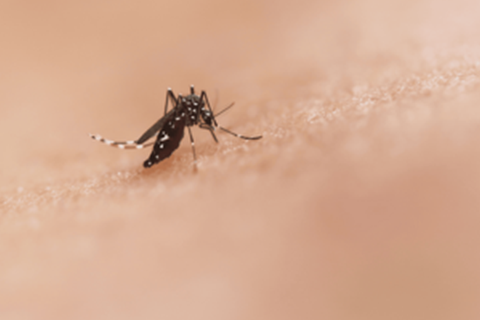 mosquito