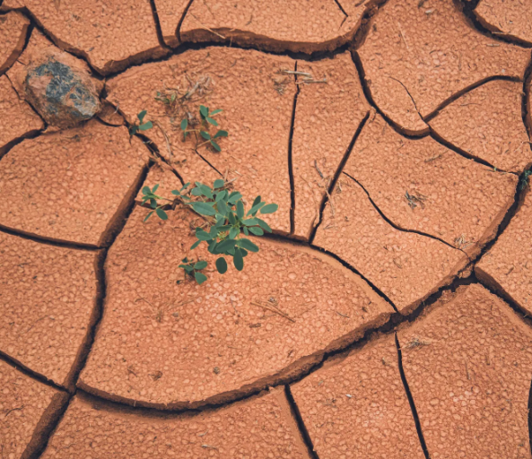 global-drought