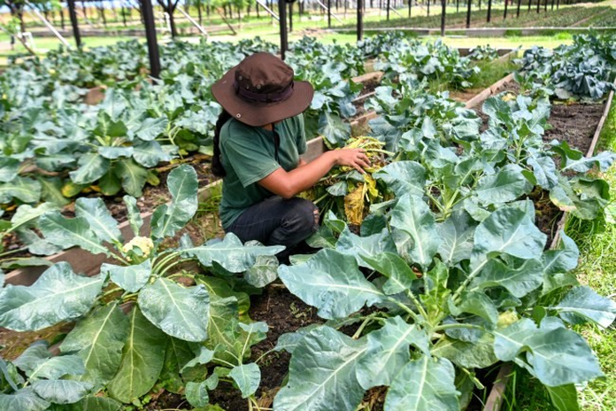 guyana_farmer