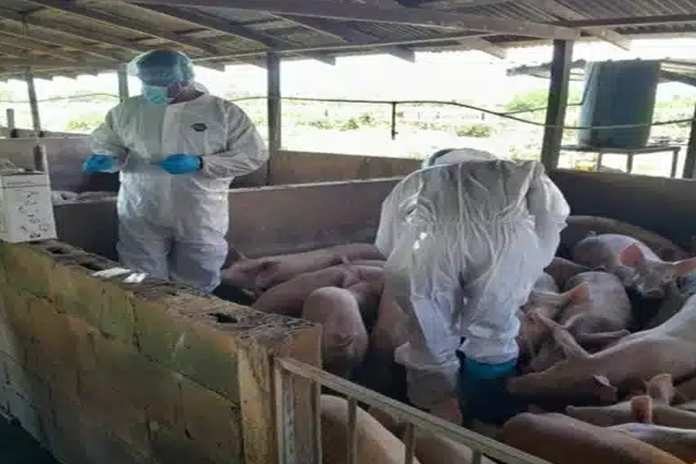 guyana_swine-fever
