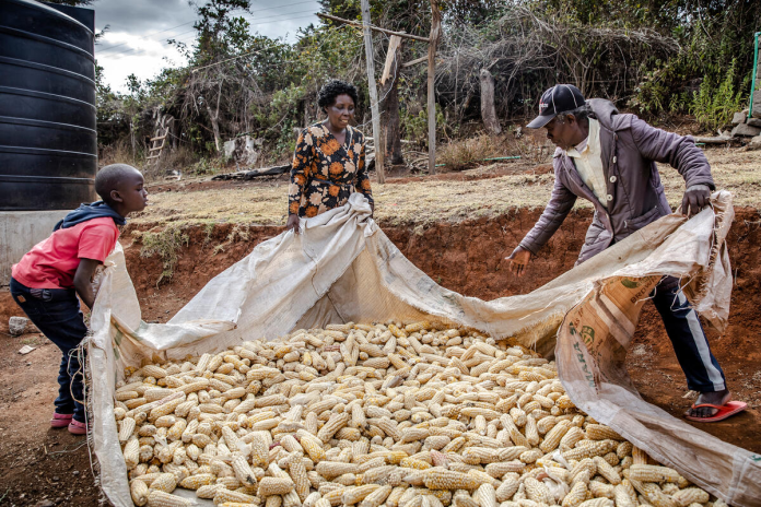 maize_kenya