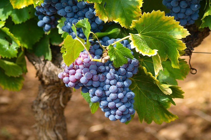 ont_grapes