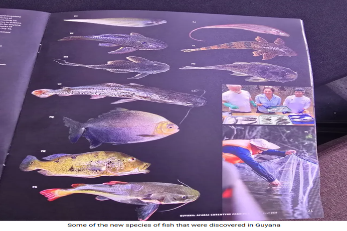 guyana_fish