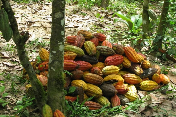 cocoa_pods