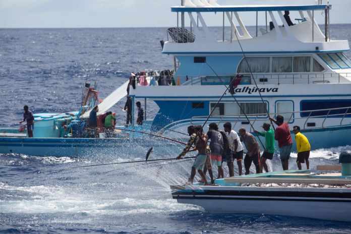 MALDIVES 2022. Promoting sustainable fisheries and conservation