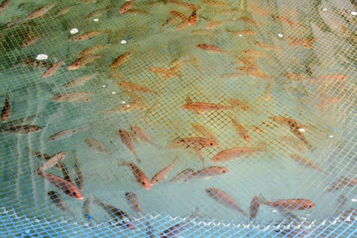 red_snapper