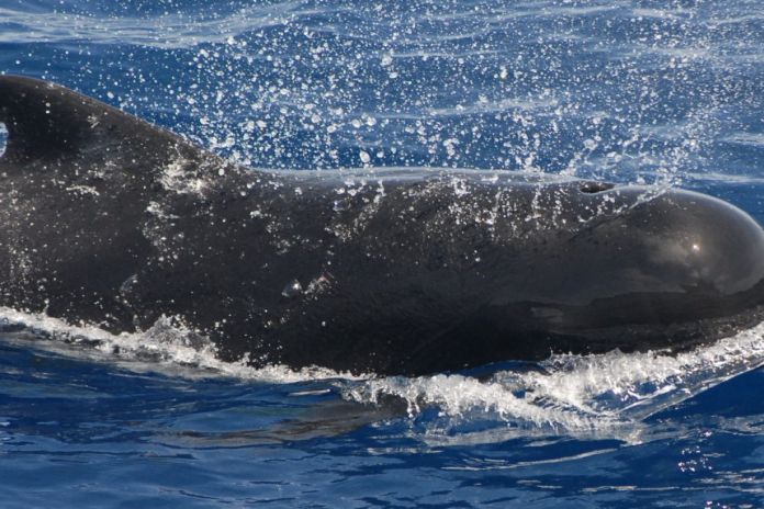 whale
