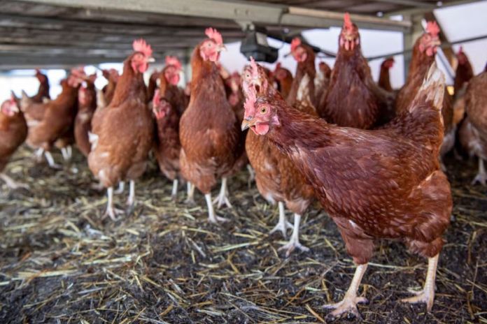 influenza A (H5N1)