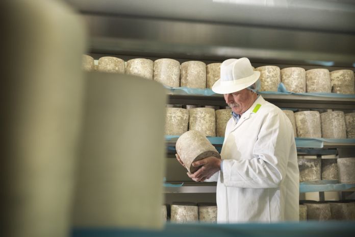 Head cheese-maker with blue cheese in cheese-making factory