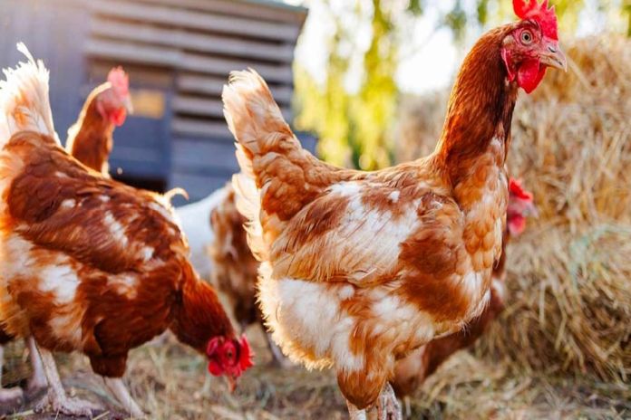 benin_ poultry