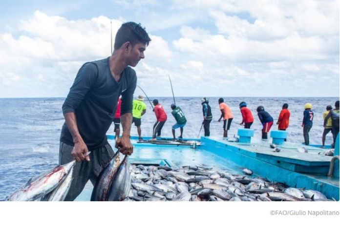 fish_maldives