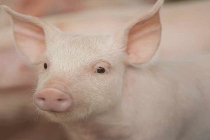 prrsv_pigs
