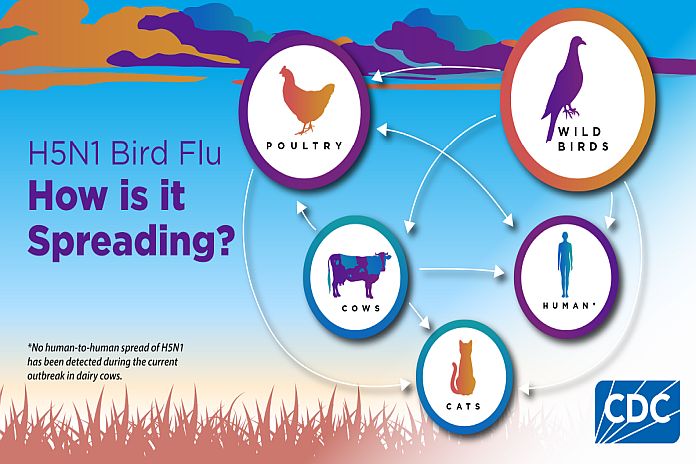 bird_flu