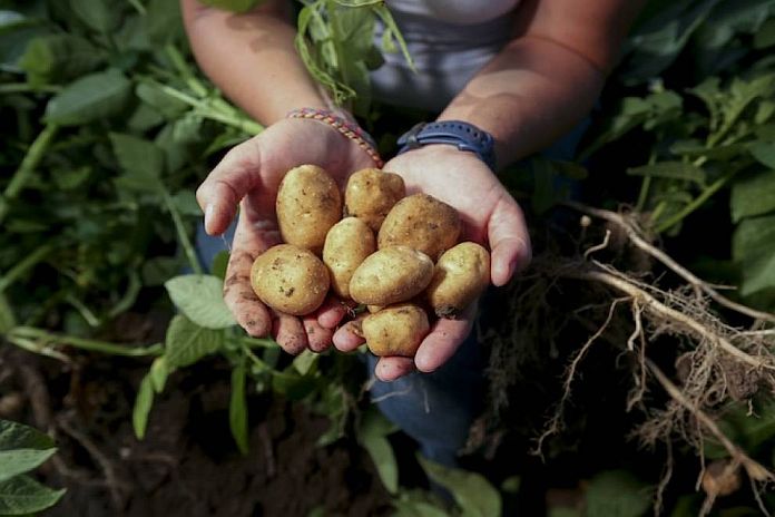 potatoes