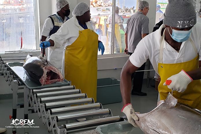 fish_barbados