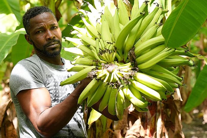 plantain_farmer