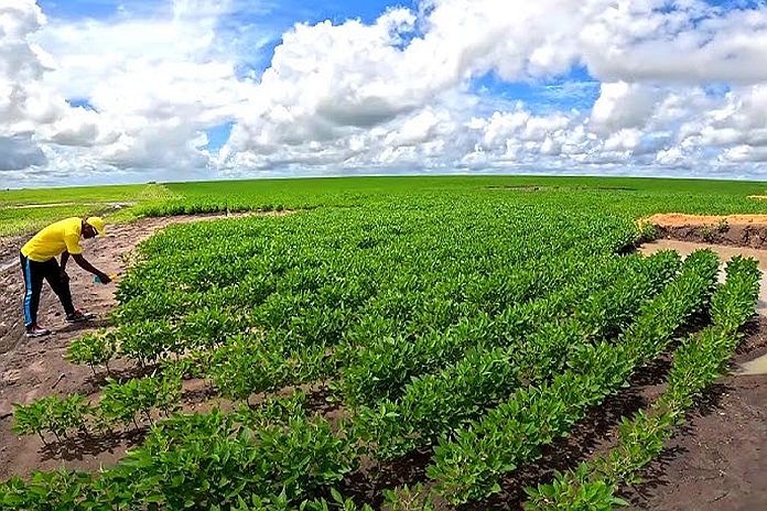 soyafarm_guyana