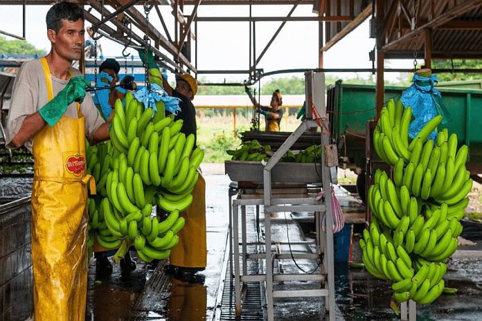 banana