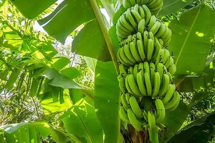 banana_ tr4