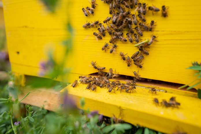 bees