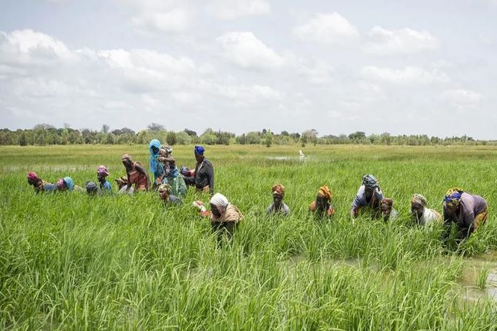 rice_production