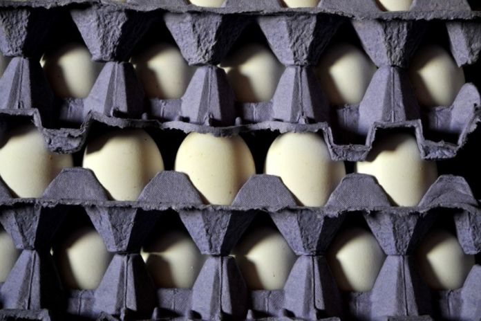 eggs